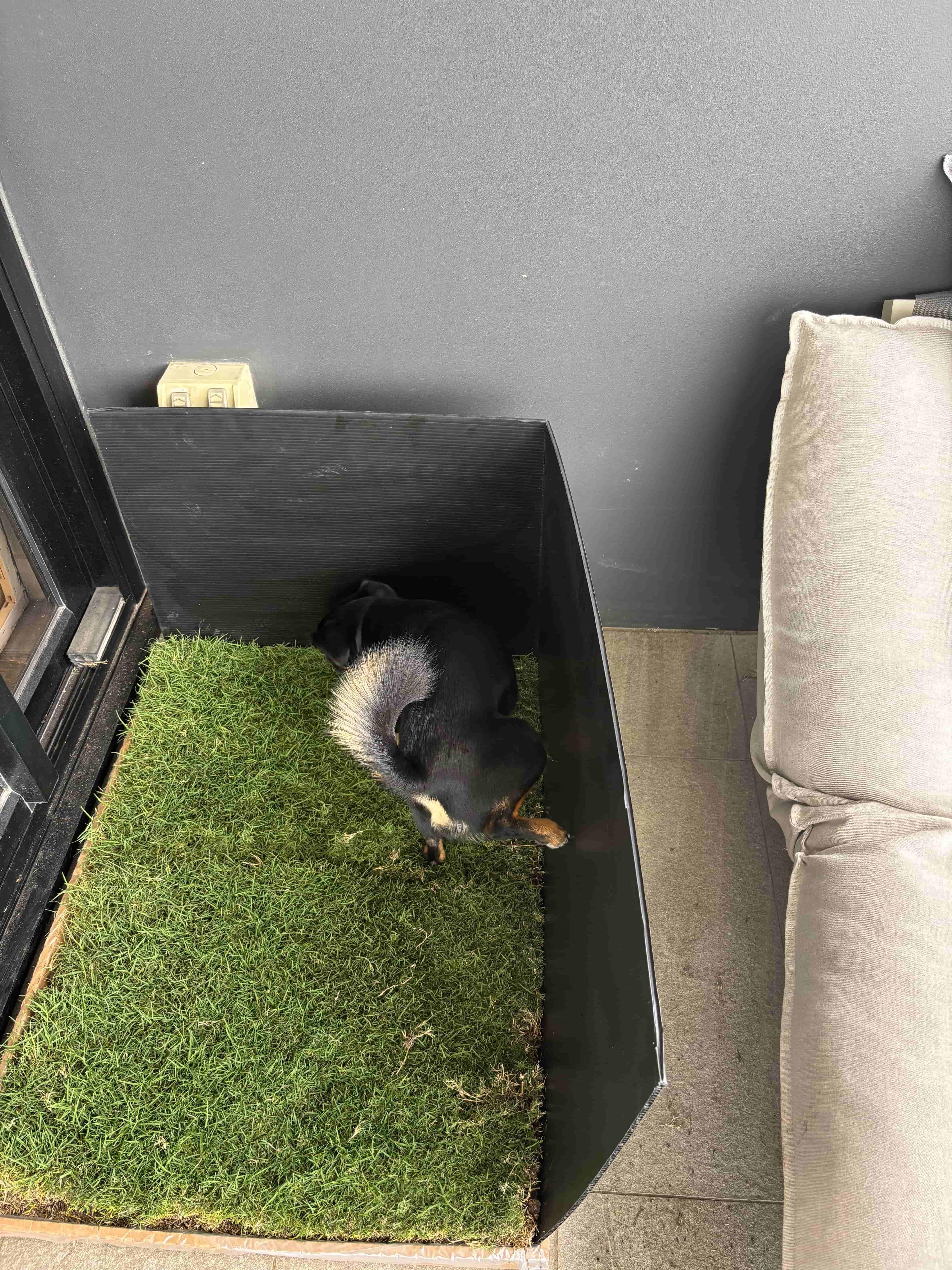 Small black dog using a real grass dog potty patch with pee guard in an apartment living room