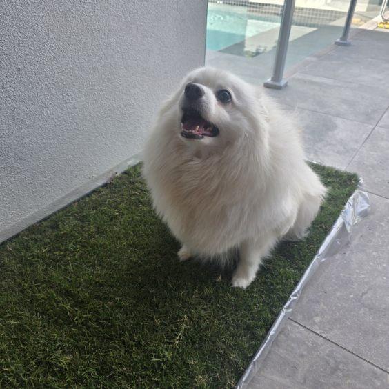 Fluffy white Pomeranian sitting on a leak-proof real grass dog potty on a balcony